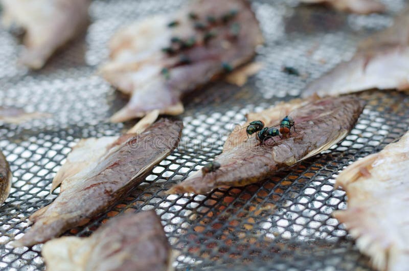 Group fly eat Dried fish stock photo. Image of hairy 95825374
