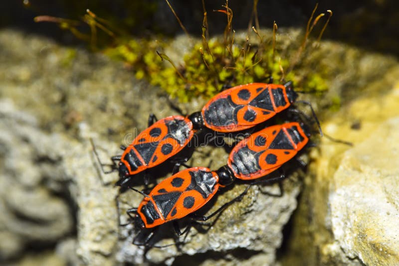 Group of Four Firebug Closeup Macro Stand Nearby Form a Tile Ornament ...