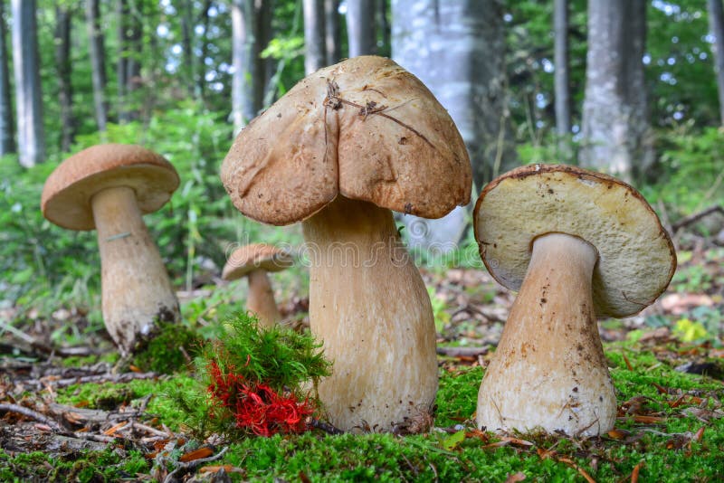 Group of four Penny Bun mushrooms