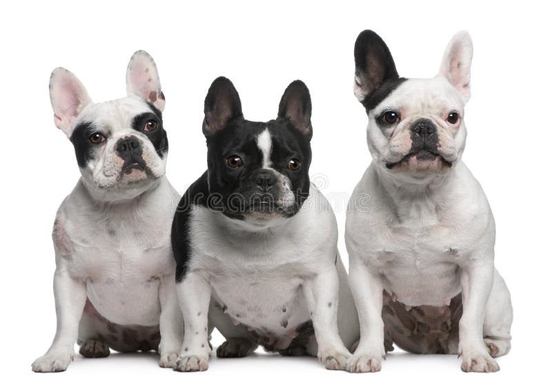 Group of French Bulldogs sitting