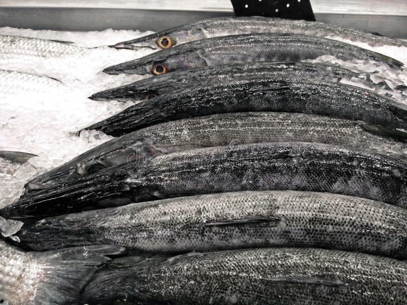 Group of Fresh Barracuda on Ice royalty free stock photo Group of Fresh Barracuda on Ice royalty free stock photo
