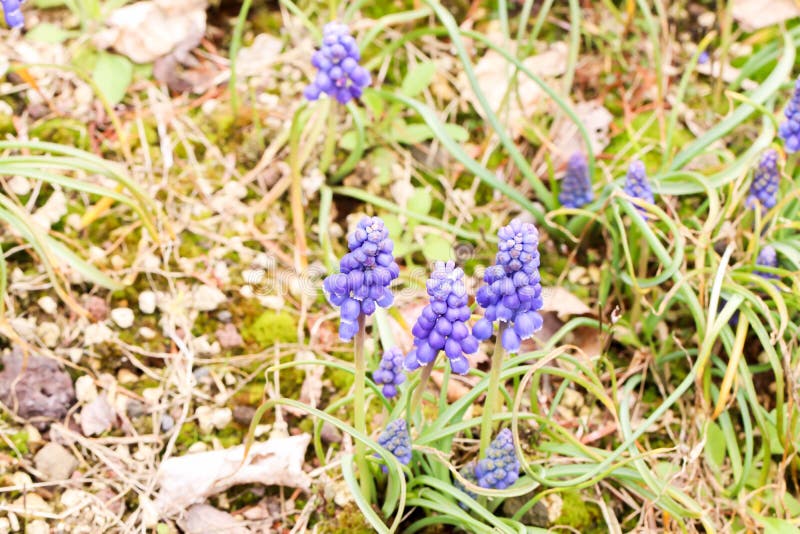 Group of fresh blue muscaries flowers in the garden stock photo Group of fresh blue muscaries flowers in the garden stock photo