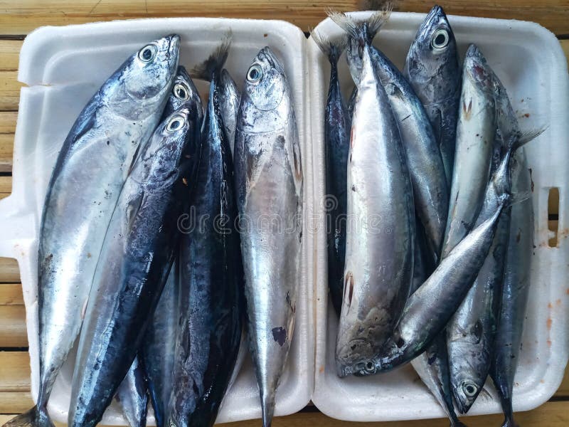 Group of Fresh Bullet Tuna Fish on White Styrofoam on Bamboo Surface