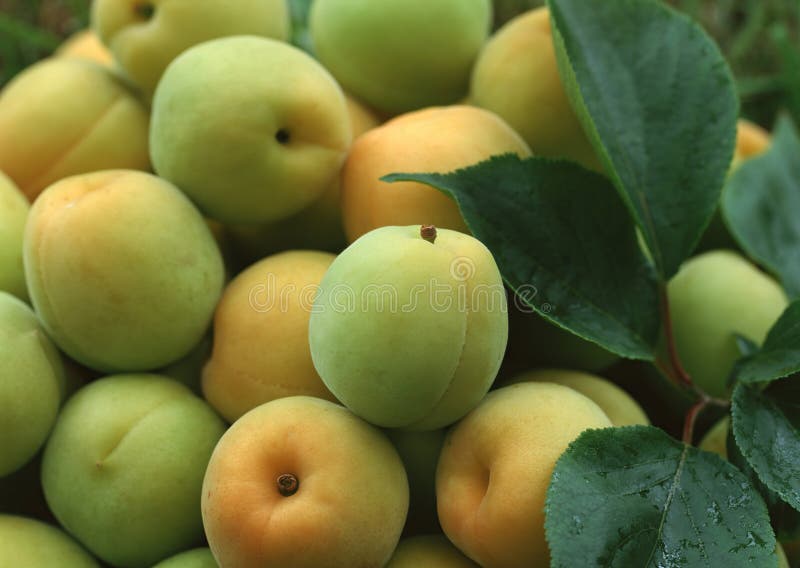 Group of fresh green plum stock photo. Image of close 272770682