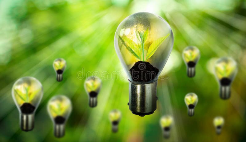 Group of fresh green small plant in light bulb