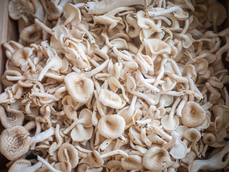 Group of Fresh Indian Oyster or Phoenix Mushroom or Lung Oyster