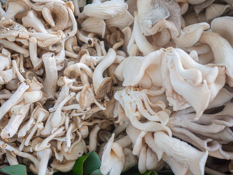 Group of Fresh Indian Oyster or Phoenix Mushroom or Lung Oyster