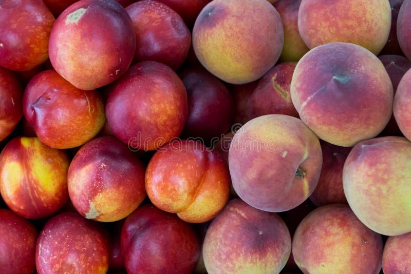 Group of Fresh Peaches and Nectarines Stock Photo Image of nectarines