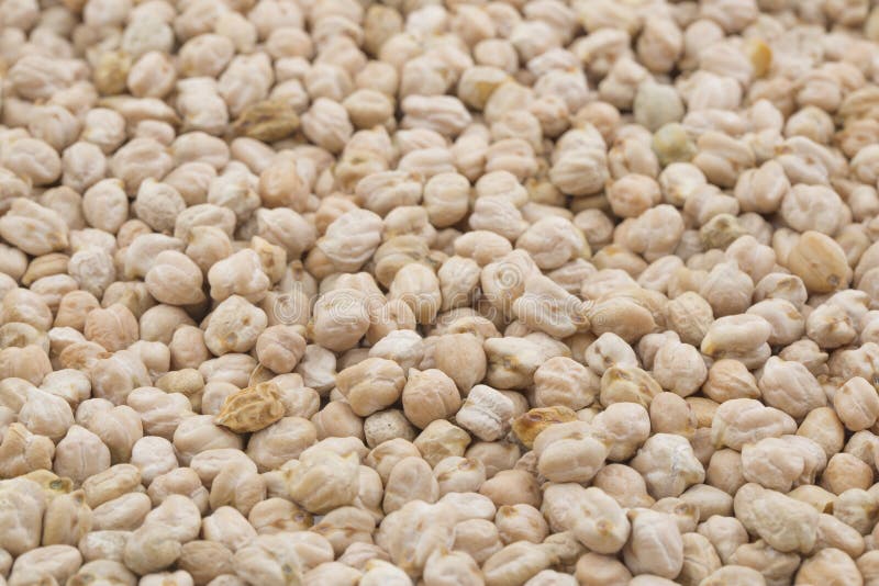 Raw Chickpeas or Kabuli Chana Stock Image Image of india, natural 105603611