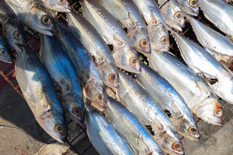 Group of Tuna Sandwiches on White Stock Image Image of slice, meal
