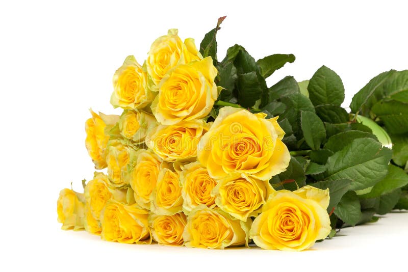 Group of Fresh Yellow Roses Stock Photo - Image of foreground, love ...