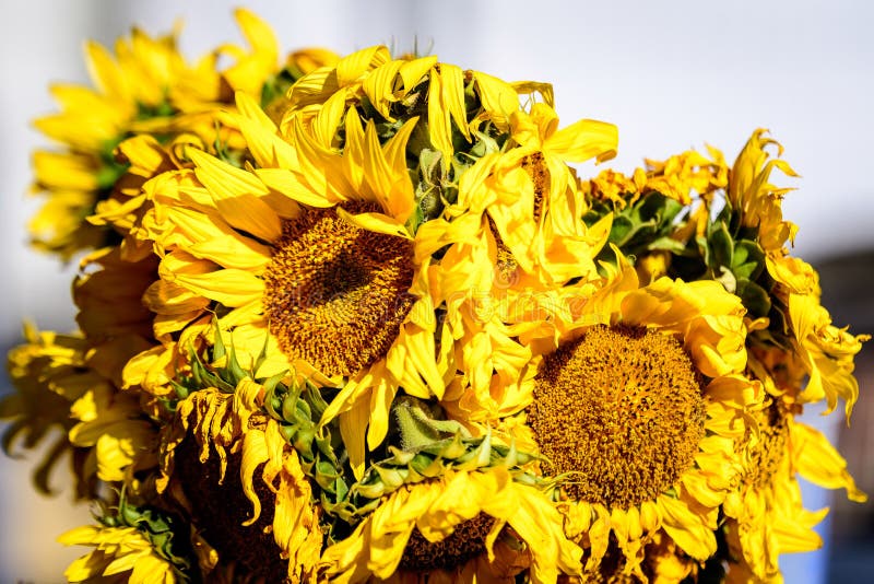 Group of Fresh Yellow Sunflowers in Direct Sunlight in an Autumn Day