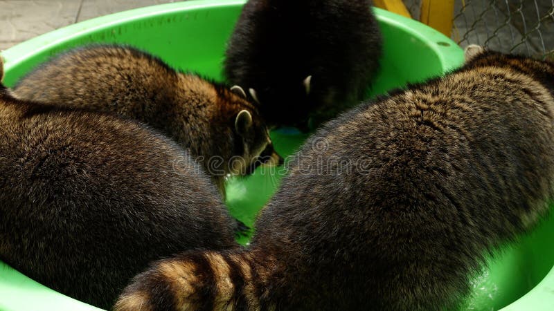 Group of Funny Raccoons Play with Toys in Green Basin Water. Fun Games Animal Stock Photo - Image of collective, adorable: 229529236 Group of Funny Raccoons Play with Toys in Green Basin Water. Fun Games Animal Stock Photo - Image of collective, adorable: 229529236