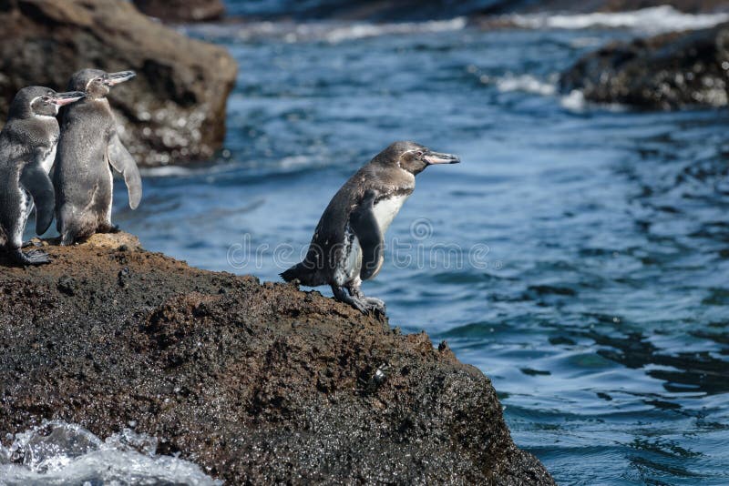 Group of Galapagos penguins on a rock in Santiago Island, Galapagos Island, Ecuador, South America stock photo Group of Galapagos penguins on a rock in Santiago Island, Galapagos Island, Ecuador, South America stock photo