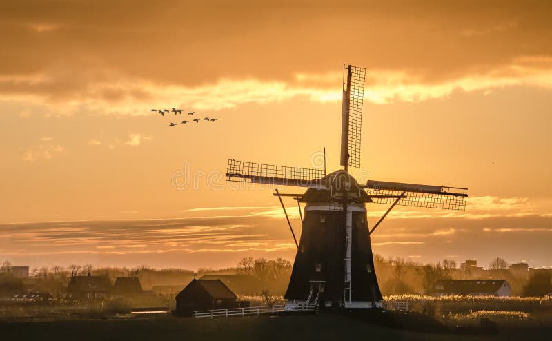 Group of geese flying over a warm sunrise on the Dutch UNESCO world heritage windmill