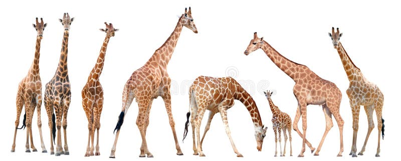 Group of giraffe isolated