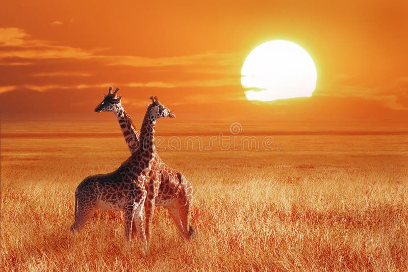 Group of giraffe at sunset in the Serengeti National Park. Tanzania. Wild nature of Africa. African artistic landscape.