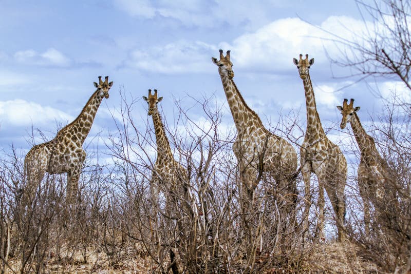 group of Giraffes in Kruger National park, in the road, South Africa