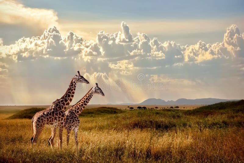 african grasslands background