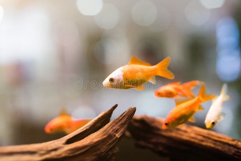 Group of golden fish through the glass