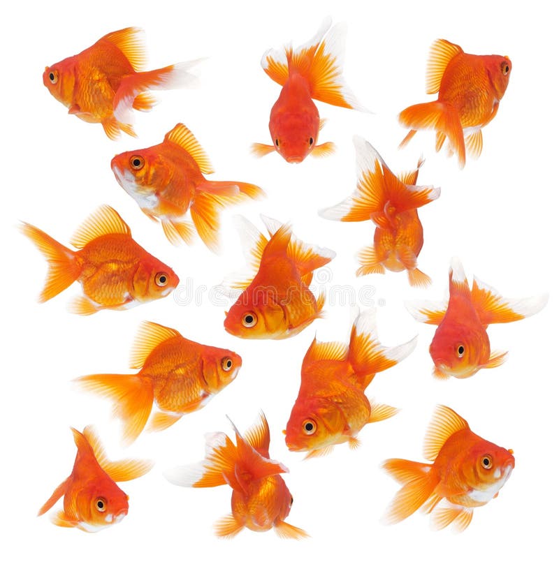 Group of goldfish in different position and angle