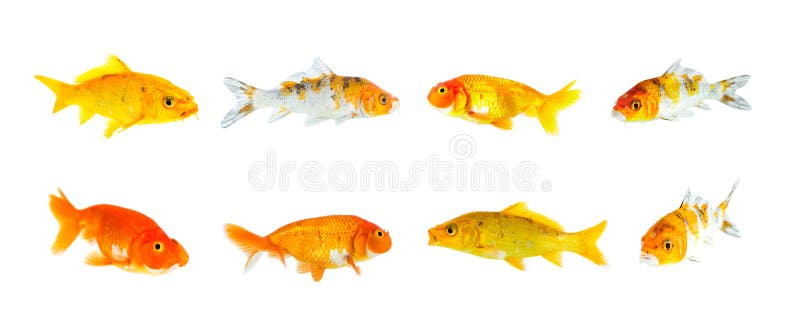Group of Goldfish and Koi Fish and Bubble Eye Goldfish Isolated on a White  Background. Animal Stock Image - Image of color, float: 139173407