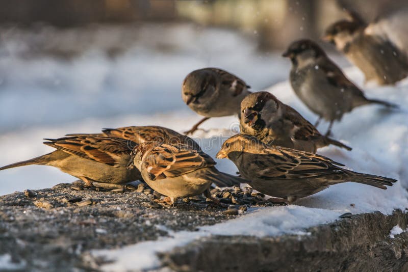 A group of sparrows stock image. Image of sparrow, winter 28724827