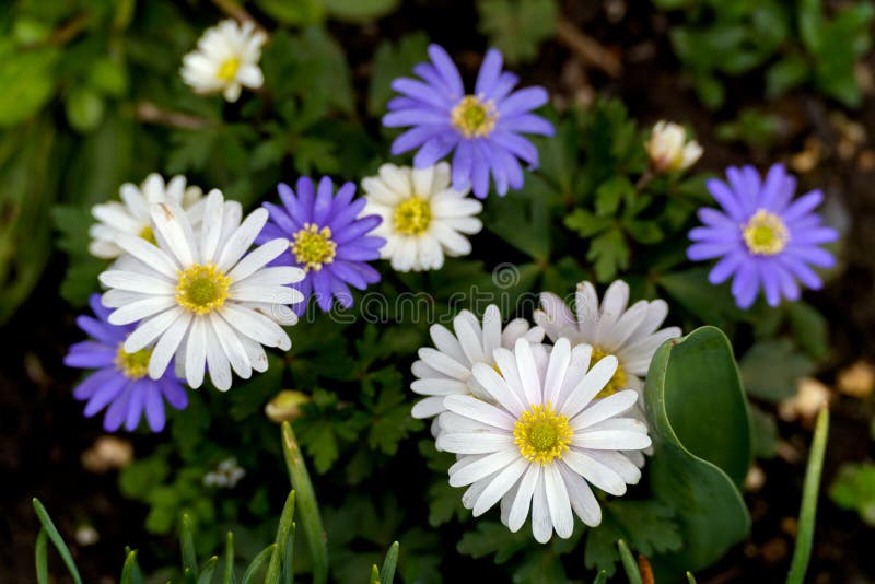 A group of Greek Anemones flowering in springtime