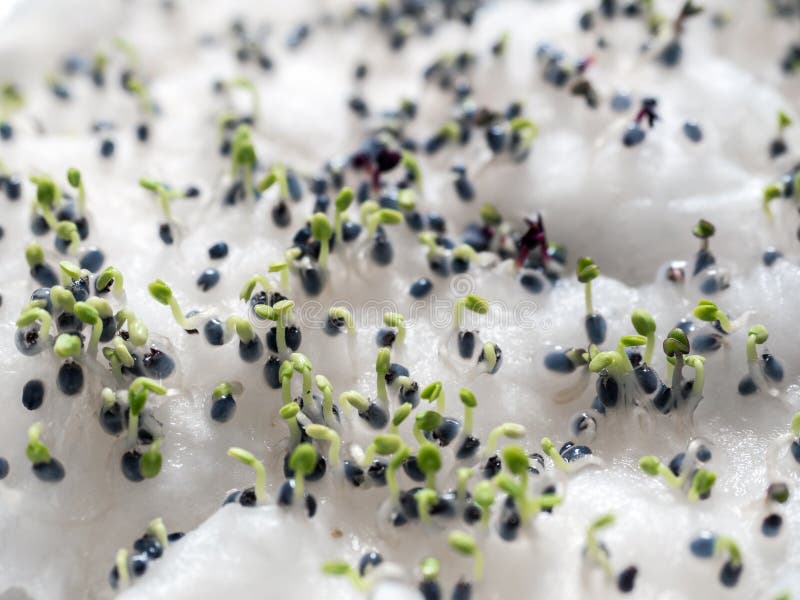 Group of Green Basil Sprouts Growing from Cotton Wool. Home Seedlings