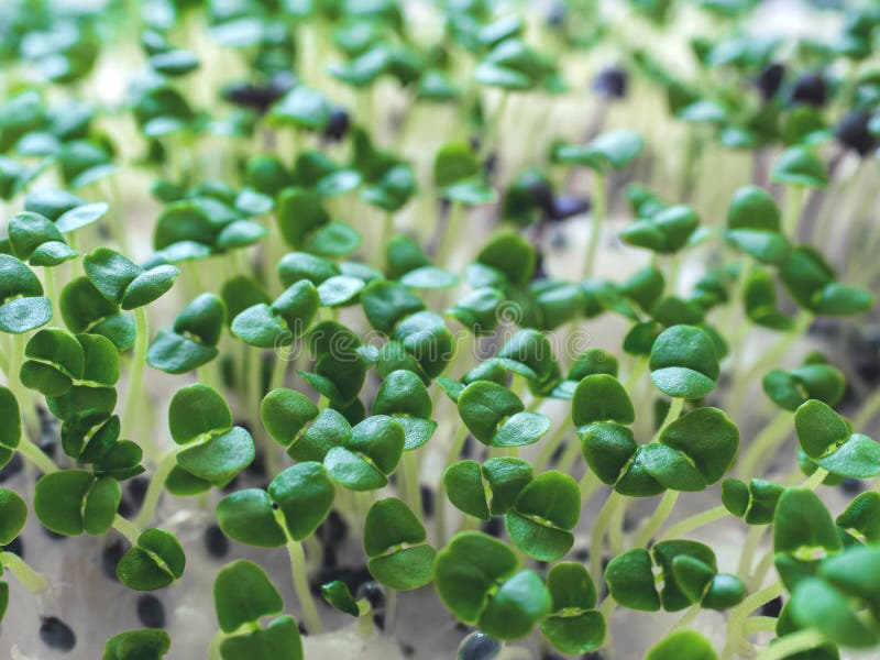 Group of Green Basil Sprouts Growing from Cotton Wool. Home Seedlings Closeup Stock Photo