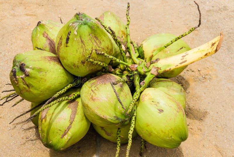 Green coconut at tree stock image. Image of floral, green 34056437