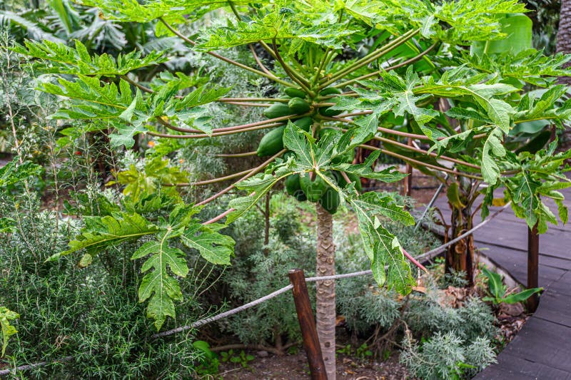 Group of Green Papaya on the Tree. Organic Fruit Farm Stock Image