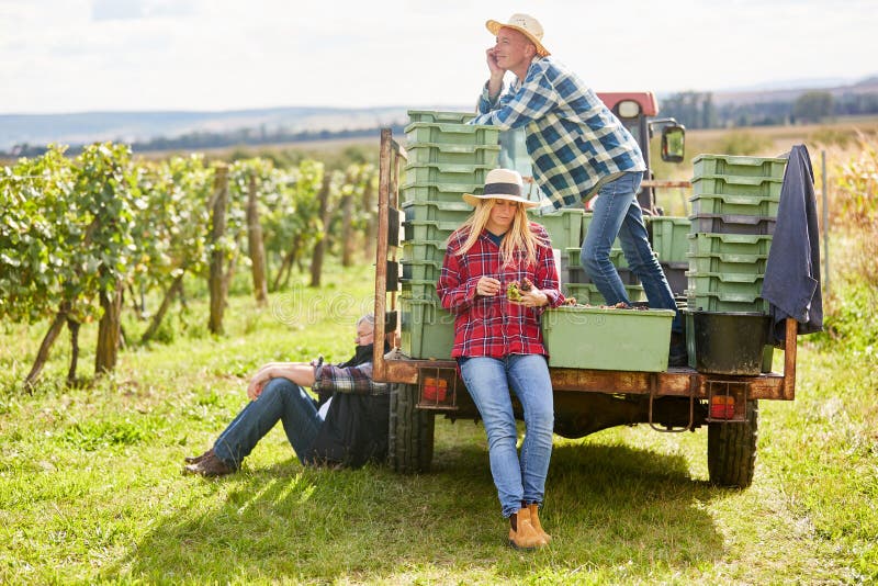 Harvest Workers As Seasonal Workers in the Vineyard Stock Photo Image