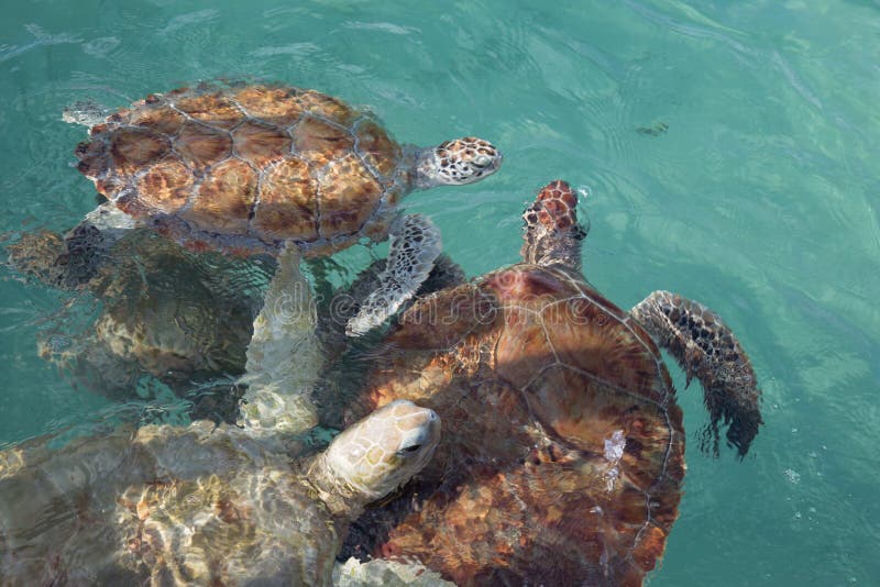 Group of hawksbill sea turtles at the surface in clear teal water stock photography Group of hawksbill sea turtles at the surface in clear teal water stock photography