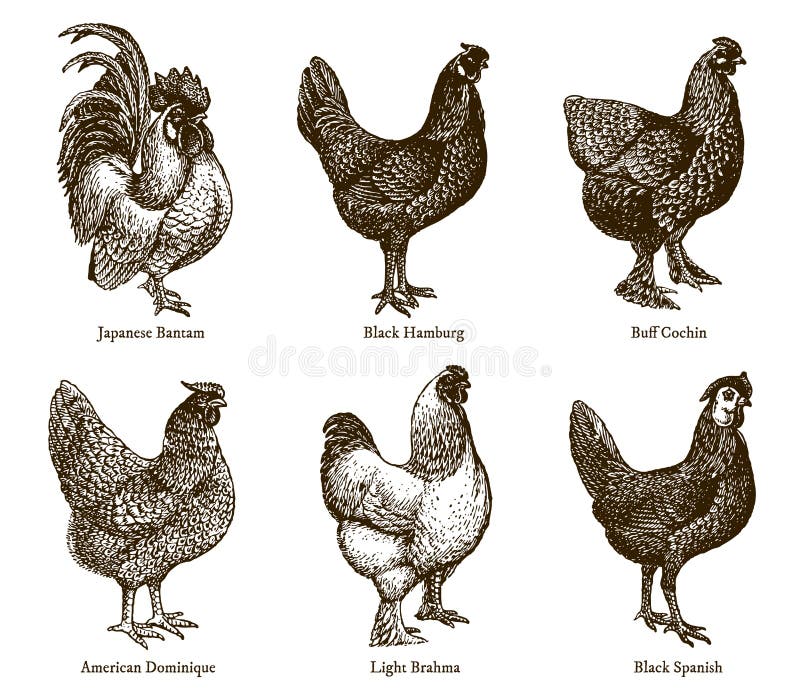 Brahma Chicken Svg Clip Art Rooster Vector Grpahic Art, Poultry