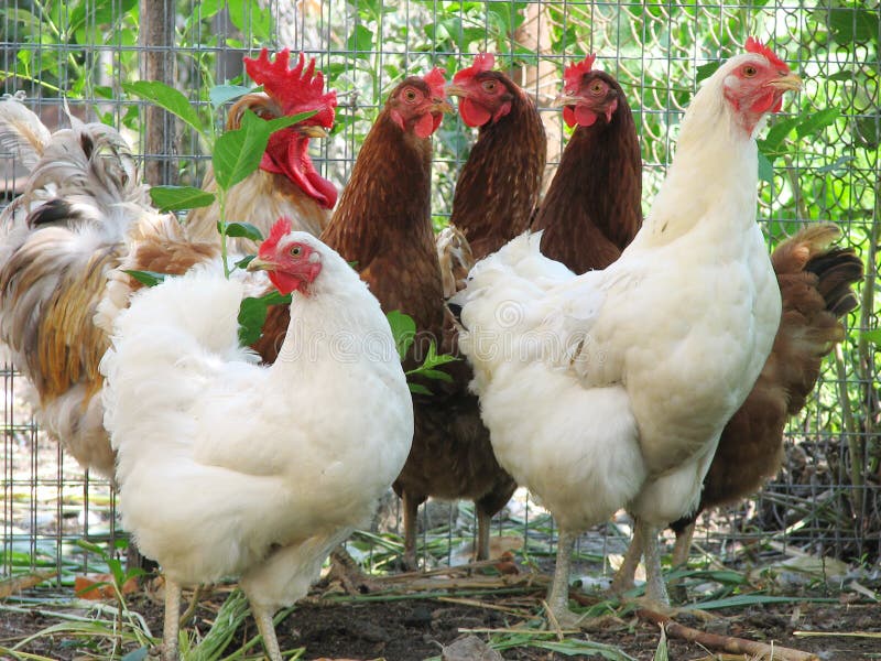 Group of hens with rooster stock image. Image of cluck 10137765