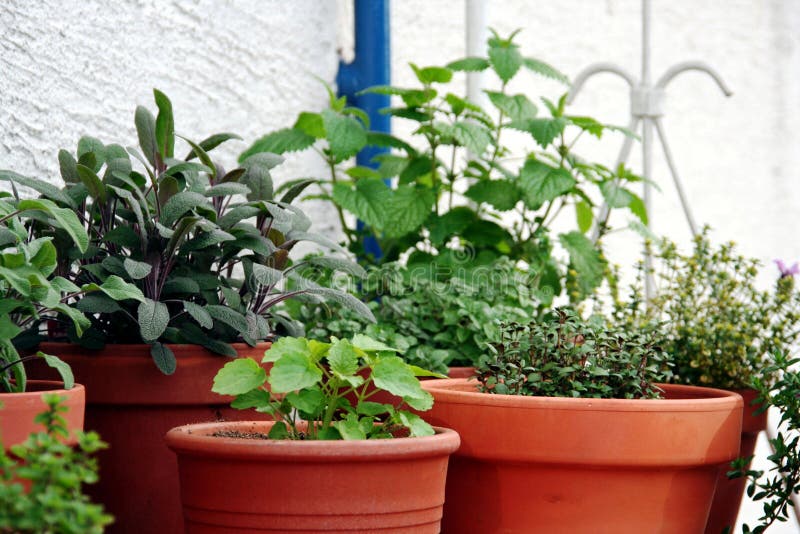 Group of herbs plant in the pot