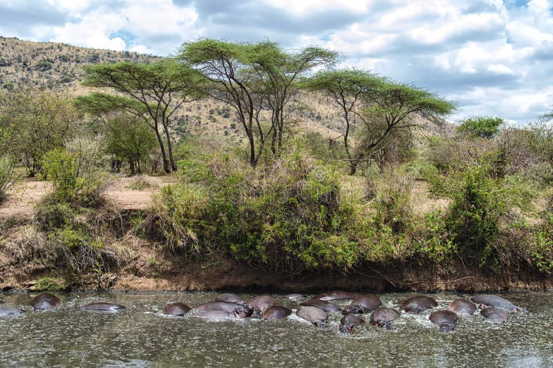 A group of hippos (Hippopotamus amphibius) swimming in a lake in Serengeti National Park, Tanzania