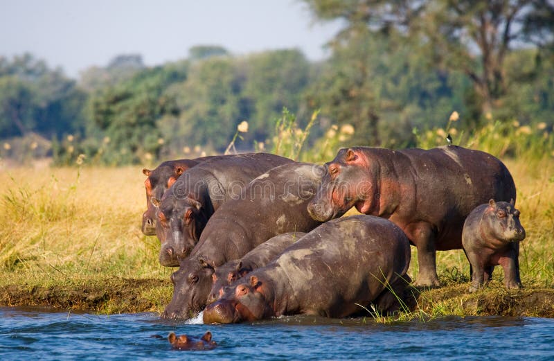 Group of hippos stands on the bank. Botswana. Okavango Delta. An excellent illustration.