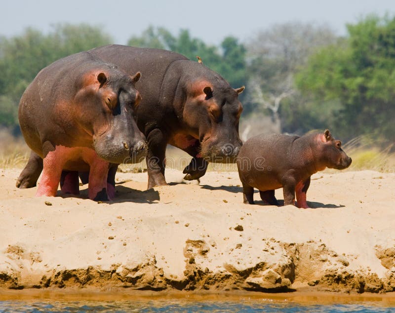 Group of hippos stands on the bank. Botswana. Okavango Delta. An excellent illustration.