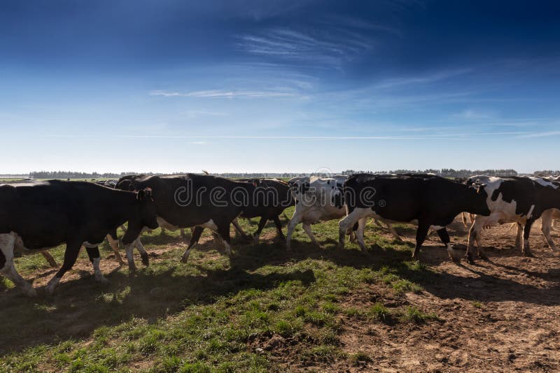 Group of Holstein Breed Friesian Running on Green Grass Stock Image