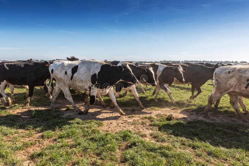 Group of Holstein Breed Friesian Running on Green Grass Stock Image