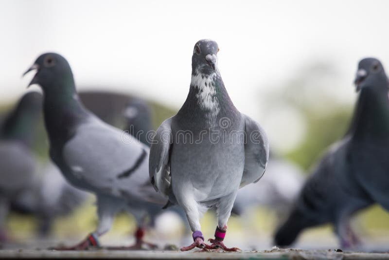 https://thumbs.dreamstime.com/b/group-homing-pigeon-standing-home-loft-trap-group-homing-pigeon-standing-home-loft-trap-264964620.jpg