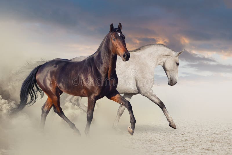 Group of horse run on desert sand