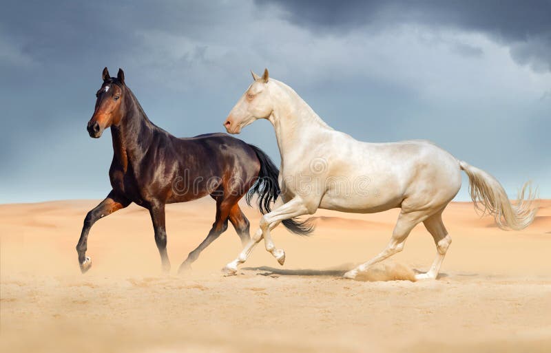 Group of horse run on desert sand