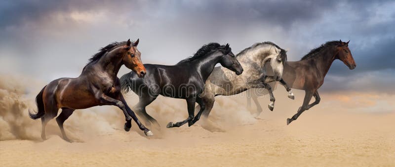 Group of horse run gallop