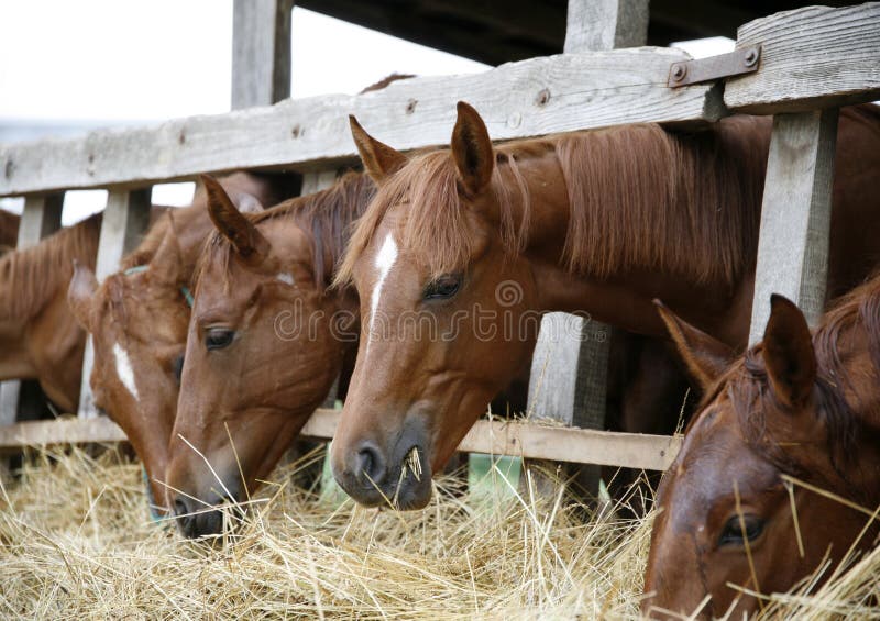 Group of horses eats hay from a hay rack