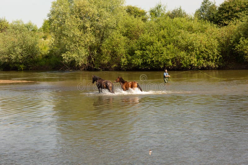 A group of horses running in the water across the river royalty free stock images A group of horses running in the water across the river royalty free stock images