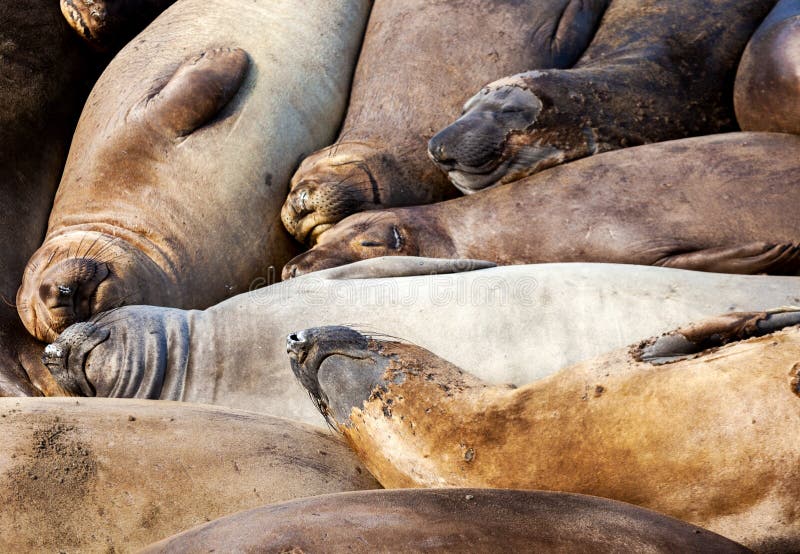 Group hug seals in a group stock photo. Image of brown 148595306