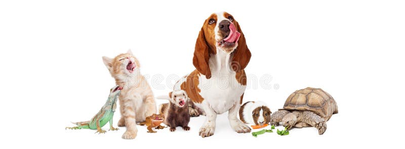 Group of Hungry Domestic Pets royalty free stock photos Group of Hungry Domestic Pets royalty free stock photos